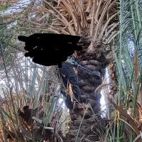 هرس گراس قطع  انواع درخت  قطع نخل سریع ارزان