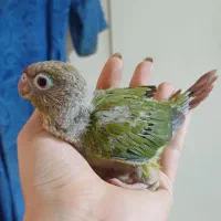 گرینچیک سرلاکی ۳۵ روزه