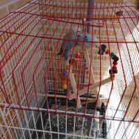 طوطی برزیلی رنگ کمیاب