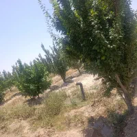 باغ ده ساله