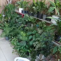فروش گل و گیاه طبیعی