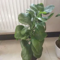 گل قاشقی آپارتمانی
