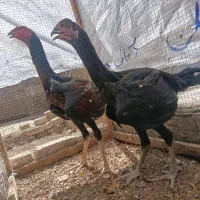 مجسمه مرغ و خروس لاری