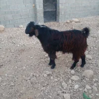 ۸ راس کهره نر
