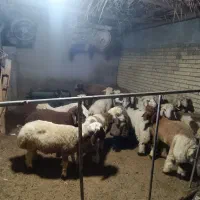 بره|حیوانات مزرعه|بندر گناوه, |دیوار