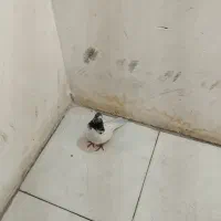 کفتر|پرنده|بروجرد, |دیوار