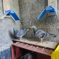 کفتر مسافتی