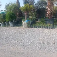 کود قارچی و گاوی پوسیده درجه یک خاک باغچه