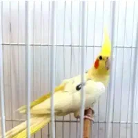 پرنده جوان