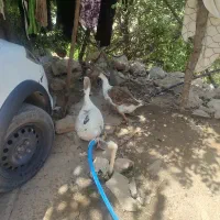 فروش غاز