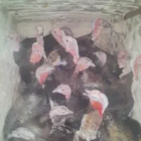 بوقلمون|حیوانات مزرعه|جوادآباد, |دیوار