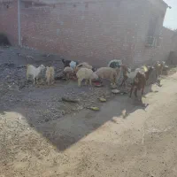 گوسفند|حیوانات مزرعه|فاریاب, |دیوار