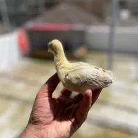 جوجه طاووس