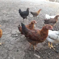 نیمچه مرغ