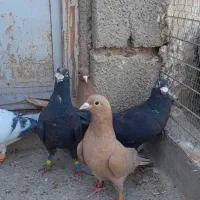 نروماده