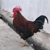 مرغ و خروس