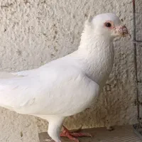 کفتر