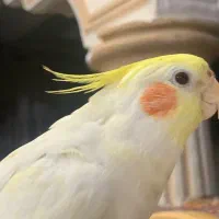 عروس هلندی گمشده