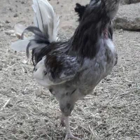 فروش خروس گلین طوسی