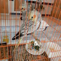 عروس هلندی