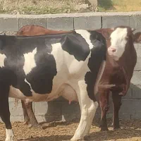 شیر گاو پر چرب