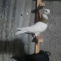 تعدادی کبوتر