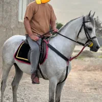 اسب عرب نریون یک سر