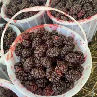 شاهتوت درجه یک فرحزاد