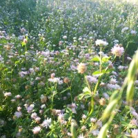 شبدر چین اول