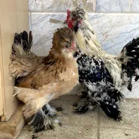 مرغ و خروس سلطان با کیفیت و مرتب