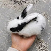 خرگوش