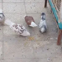 4عدد کبوتر سالم سرحال