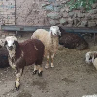 طویله  با خرم اباد زنده .