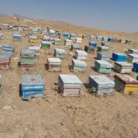 زنبور عسل درجه یک