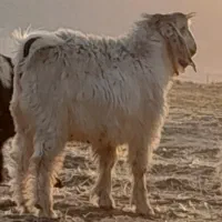 گوسفند