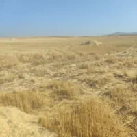 فروش کاه جو