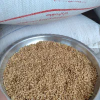 گندم بش نو دشمن زیاری