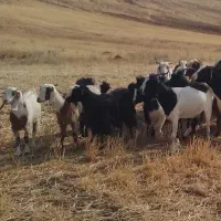 ۹ راس بز آبستن همزاه بزغاله