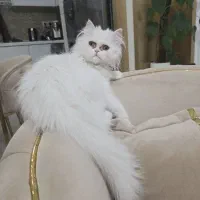 بچه گربه پرشین