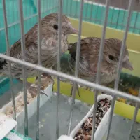 جوجه سهره قناری