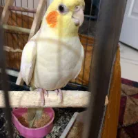 عروس نر سالم