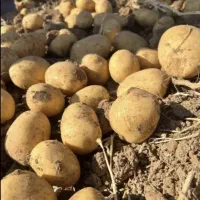 بذر سیب زمینی
