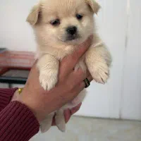 سگ اشپیتز پامر