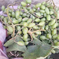 غوره|حراج|دورود, |دیوار