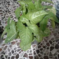 گل وگیاه ارزان قیمت
