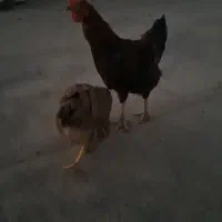 خروس