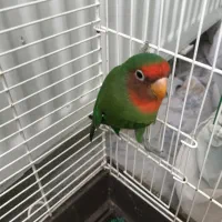 طوطی کوتوله فیشر