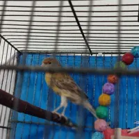 قناری نر  اسدیه