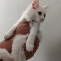 بچه گربه پرشین عروسکی