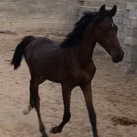 اسب نریون خالص مدارک دار یک ساله